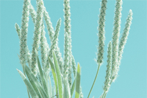 零占用不卡顿的cc攻击工具